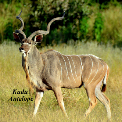 Kudu Antelope